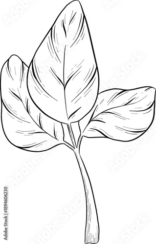 Medicinal plants for Herbal homemade organic tincture. Alternative medicine, herbal collection. Hand drawn ink style vector illustration