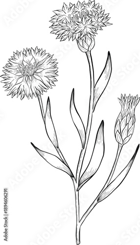 Medicinal plants for Herbal homemade organic tincture. Alternative medicine, herbal collection. Hand drawn ink style vector illustration