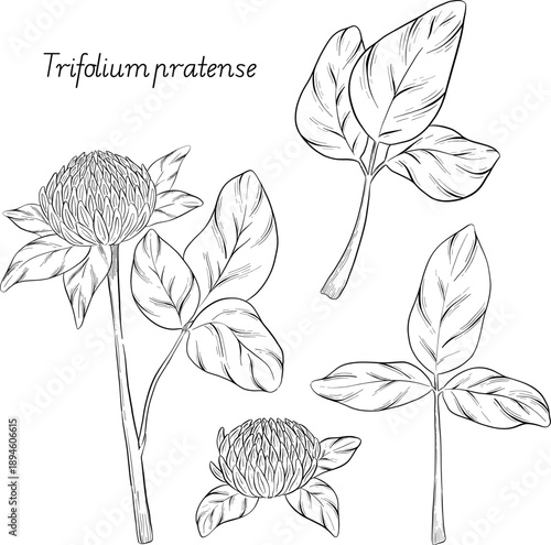 Medicinal plants for Herbal homemade organic tincture. Alternative medicine, herbal collection. Hand drawn ink style vector illustration