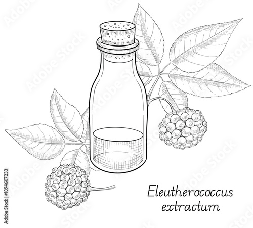 Medicinal plants for Herbal homemade organic tincture. Alternative medicine, herbal collection. Hand drawn ink style vector illustration