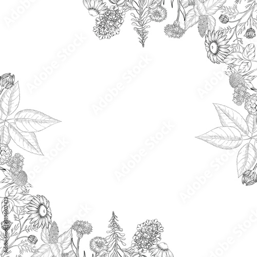 Medicinal plants for Herbal homemade organic tincture. Alternative medicine, herbal collection. Hand drawn ink style vector illustration