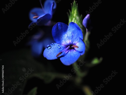 Wallpaper Mural 植物館で咲く青い花と葉の上に輝く透明な雫のマクロ写真 Torontodigital.ca