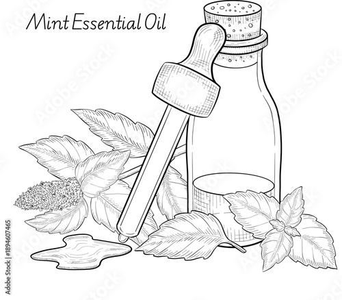 Medicinal plants for Herbal homemade organic tincture. Alternative medicine, herbal collection. Hand drawn ink style vector illustration