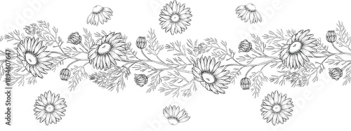 Medicinal plants for Herbal homemade organic tincture. Alternative medicine, herbal collection. Hand drawn ink style vector illustration