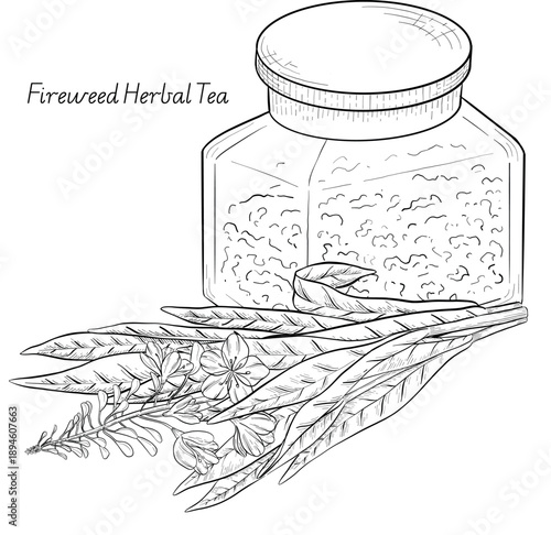Medicinal plants for Herbal homemade organic tincture. Alternative medicine, herbal collection. Hand drawn ink style vector illustration