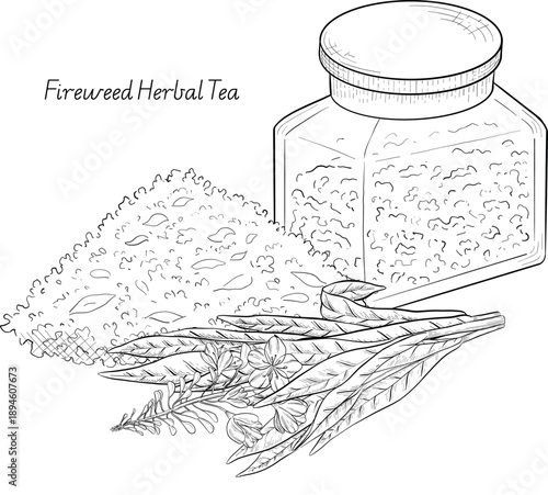 Medicinal plants for Herbal homemade organic tincture. Alternative medicine, herbal collection. Hand drawn ink style vector illustration