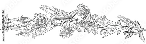 Medicinal plants for Herbal homemade organic tincture. Alternative medicine, herbal collection. Hand drawn ink style vector illustration