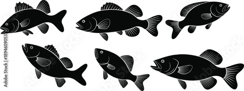 Fish silhouette vector collection, freshwater bass illustration, aquatic animal shape design, flat graphic sea life icons, editable marine drawing