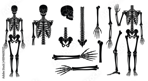 Detailed anatomical study of a human skeleton displaying various views and parts on transparent background silhouette high quality professional detailed modern