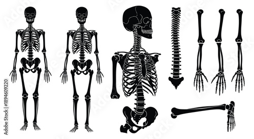 Anatomical study of human skeletons in various poses and components presented as a black silhouette on transparent background high quality professional