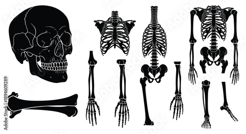 Anatomical study of human skeleton components including skull ribcage and limbs in a dark silhouette on transparent background high quality professional