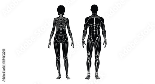 Anatomical illustration of human musculature featuring male and female figures presented as a striking silhouette on transparent background high quality professional