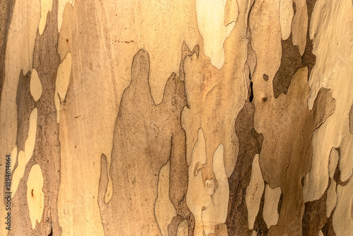 Wallpaper Mural Close-up of peeling tree bark creating a natural camouflage pattern. The textured surface displays a beautiful abstract mosaic of earthy, sepia-toned colors, ideal for backgrounds and design. Torontodigital.ca