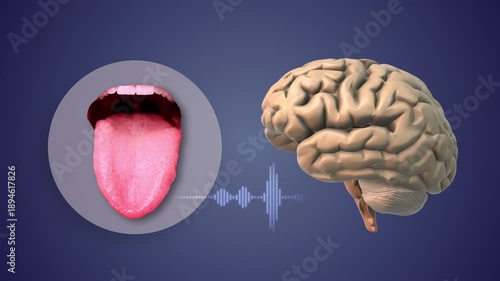 Speech Muscle Control Linked to Broca’s Area