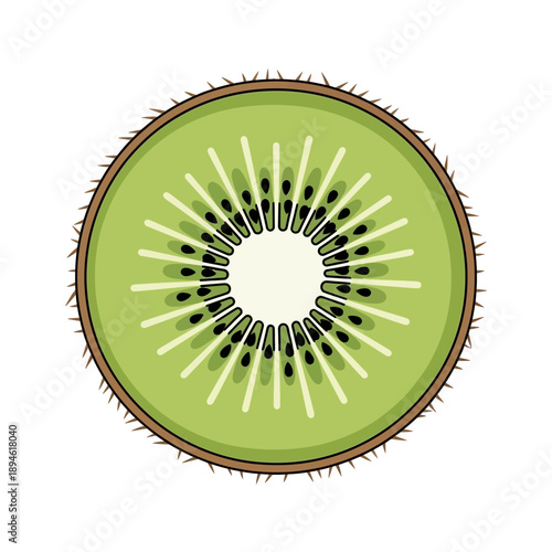 Fresh kiwi fruit cut in half.