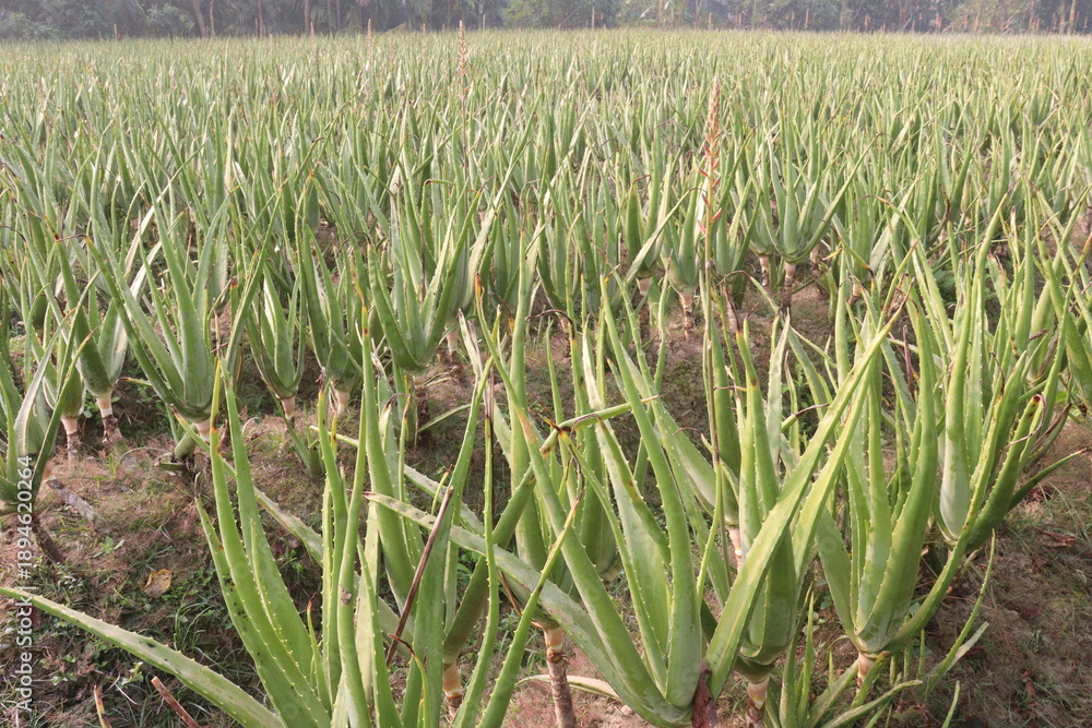 Fototapeta premium aloe vera leaf plant on farm for harvest