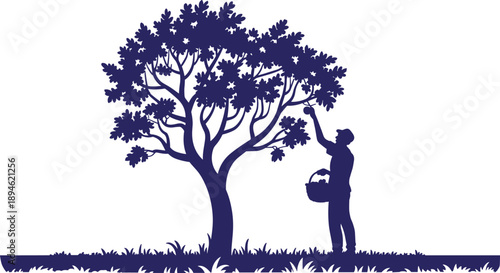 Farmer harvesting fruit silhouette illustration showing man picking fruit from tree with basket agriculture farming rural life solid blue vector scene