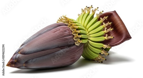 A banana flower bud and blossom in full bloom viewed from the side on a plain white background Whisk