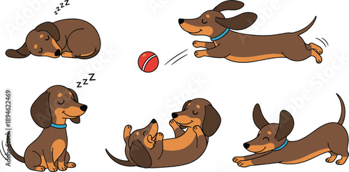 Cute dachshund dog collection with sleeping running playing and stretching poses adorable cartoon pet illustration set