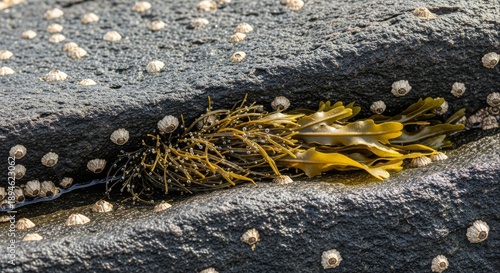 Close-up of vibrant green and brown seaweed nestled in a dark rock crevice, surrounded by numerous white barnacles clinging to the rough intertidal surface