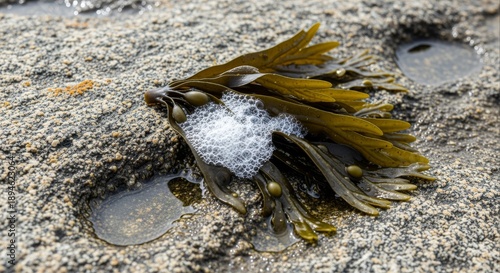 Intimate view of vivid green seaweed and white sea foam on rugged coastal rocks, capturing the delicate ecosystem of a natural tidal pool