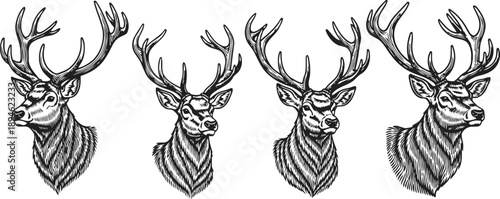 Detailed black and white illustrations of four majestic stag heads with impressive antlers in vintage