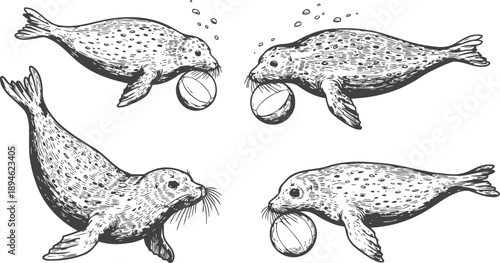 Illustration of playful seals with balls underwater marine animals, aquatic wildlife, ocean creatures, fun and movement