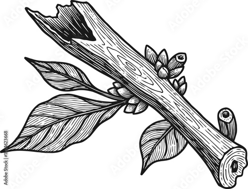 hand drawn branch with detailed leaves and buds vintage botanical illustration in black and white