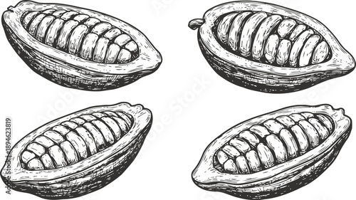 Hand drawn cocoa pods collection half cut cacao fruit with seeds inside vintage botanical illustration