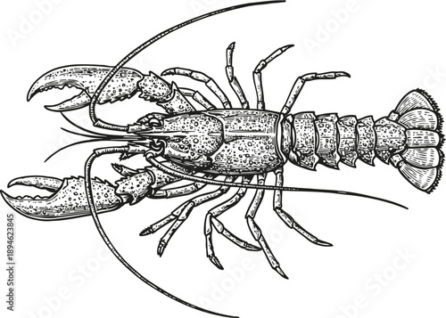 Detailed lobster illustration hand drawn crustacean with claws, antennae, segmented body, and tail marine animal drawing