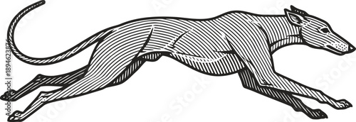 Running greyhound dog illustration in vintage with engraved lines and dynamic pose