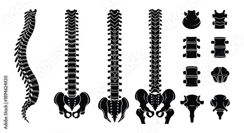 A collection of spinal column and pelvic bone silhouettes shown in various views on transparent background high quality professional detailed modern