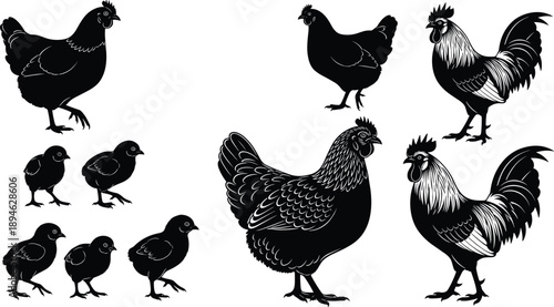 Chicken silhouettes set, hen rooster chick farm birds collection, black poultry icons isolated white background vector illustration
