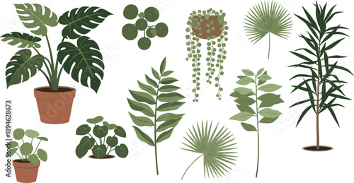 Indoor houseplant collection with tropical potted plants hanging greenery and decorative foliage botanical illustration set