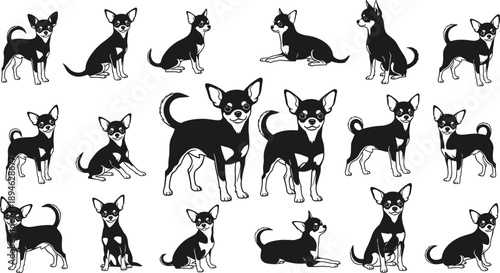 Chihuahua dog silhouettes set, cute small puppy poses collection, pet canine characters, black white icons isolated background illustration