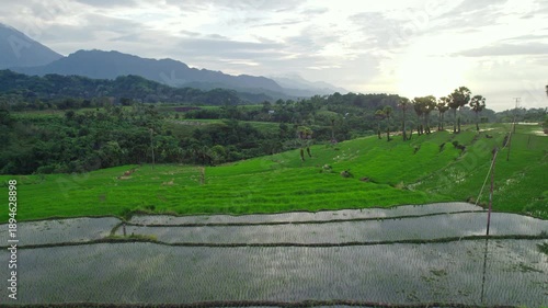 Cinematic drone sliding shot of green rice terraces with water reflections and tall palm trees against a mountain range in Flores at sunrise.