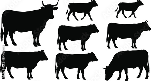 Cow silhouettes set, farm cattle animal collection, livestock beef dairy cows shapes, black icons isolated white background vector illustration
