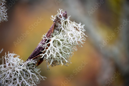 Oakmoss lichen growing on tree trunks