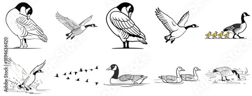 Canada Goose Illustration Set