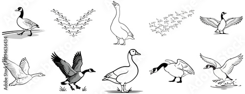 Canada Goose Illustration Set