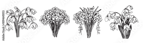snowdrop flower graphic black isolated sketch illustration