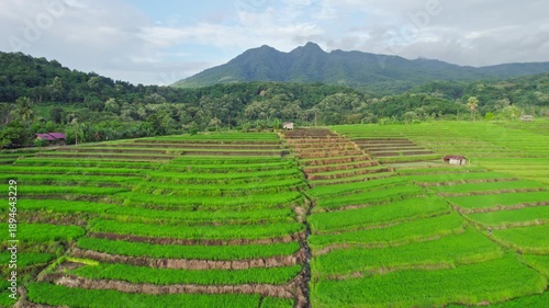 Scenic view of vibrant green rice terraces under a cloudy sky with mountain ranges in the background, rural agricultural landscape in Flores.