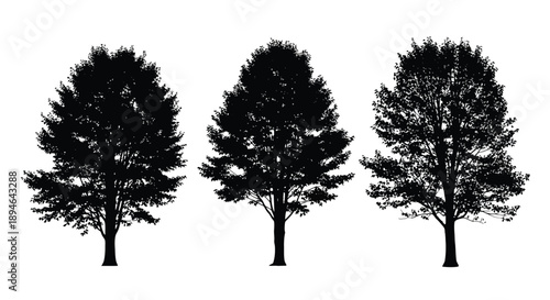 Silhouetted trees against a plain white background showcasing natural forms