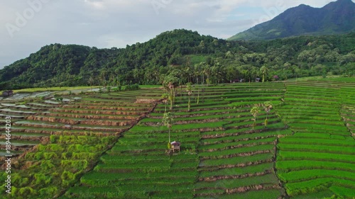Cinematic drone orbit showing vibrant green rice paddy fields against a backdrop of grand tropical mountains and cloudy sky in rural Flores, Indonesia.