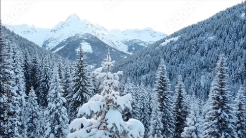 Drone flies through a dense, snow-covered pine forest in the mountains, tranquil winter landscape