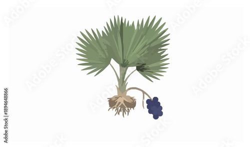 Saw Palmetto Serenoa repens medicinal plant detailed hand drawn botanical vector illustration isolated on white background