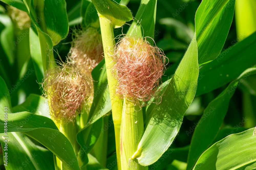 Obraz premium Organic cereal plantation detail The Concept of Sustainable Farming