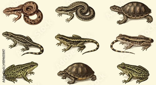 Collection of reptiles and amphibians nature sketch