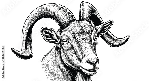 Detailed ram head with horns nature sketch art