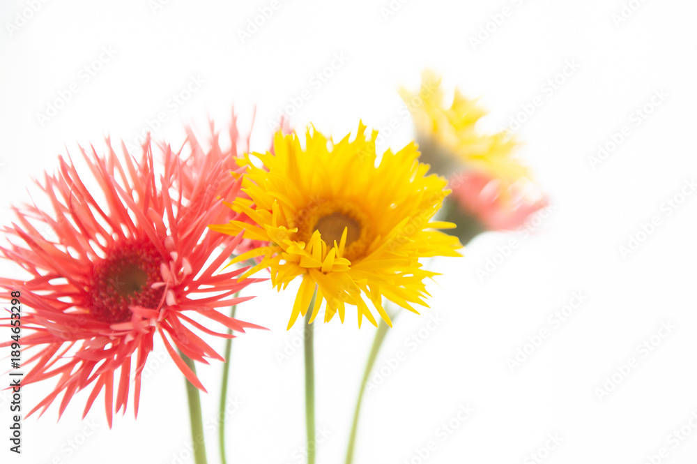 Naklejka premium カラフルなガーベラ
